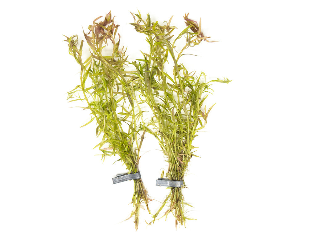 Rotala Orange Juice, Bunch with lead, Aquatic Arts Grown!