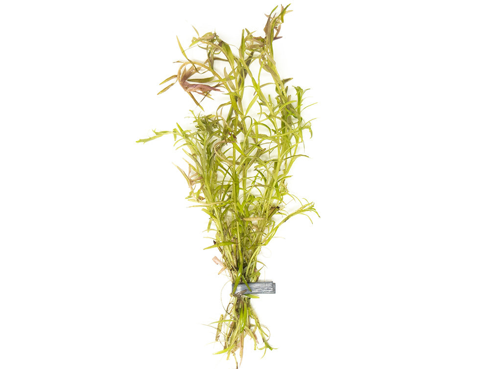 Rotala Orange Juice, Bunch with lead, Aquatic Arts Grown!