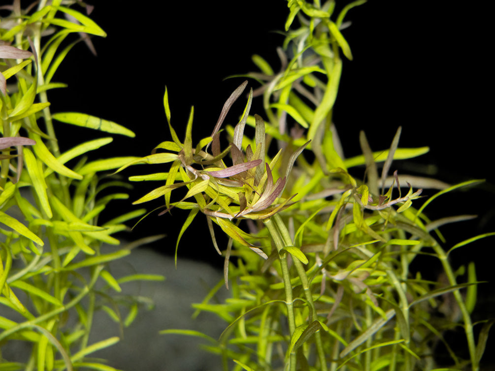 Rotala Orange Juice, Bunch with lead, Aquatic Arts Grown!