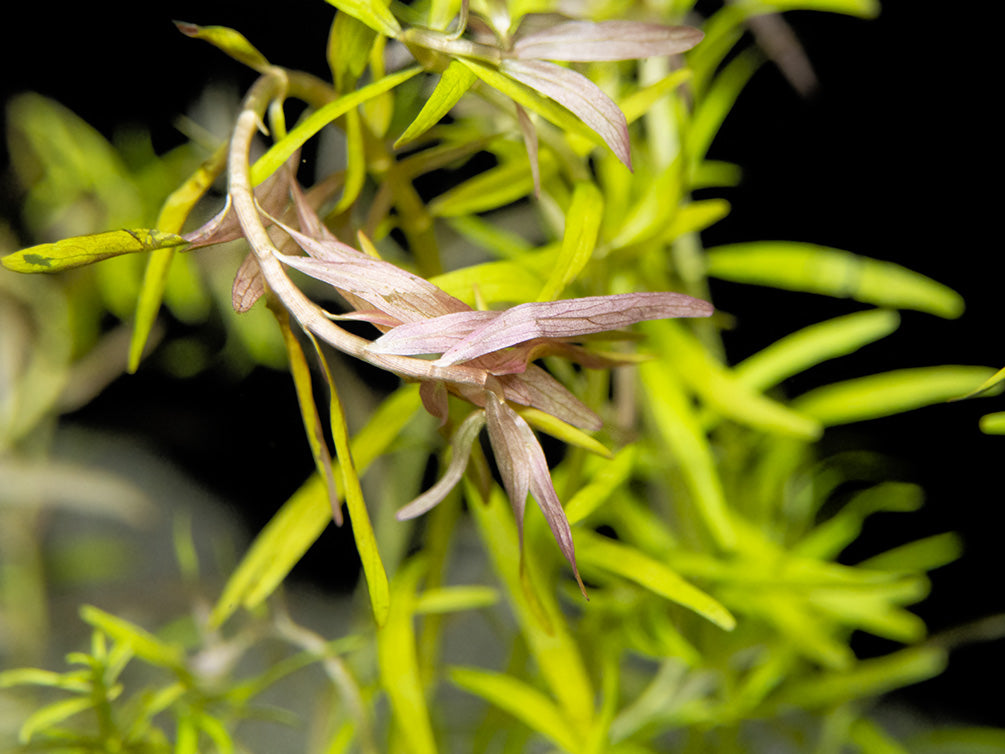 Rotala Orange Juice, Bunch with lead, Aquatic Arts Grown!