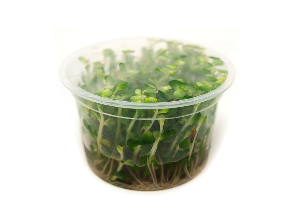 Bonsai Rotala AKA Ammannia Bonsai AKA True Rotala indica (Rotala sp. "Bonsai") Tissue Culture