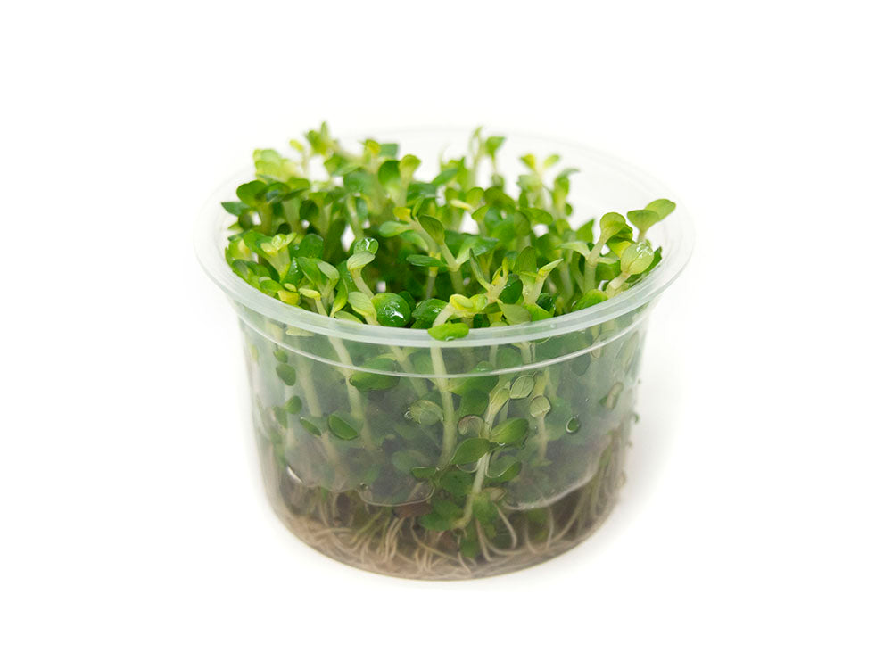 Bonsai Rotala AKA Ammannia Bonsai AKA True Rotala indica (Rotala sp. "Bonsai") Tissue Culture