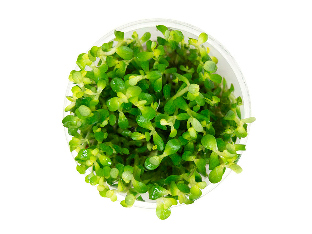 Bonsai Rotala AKA Ammannia Bonsai AKA True Rotala indica (Rotala sp. "Bonsai") Tissue Culture