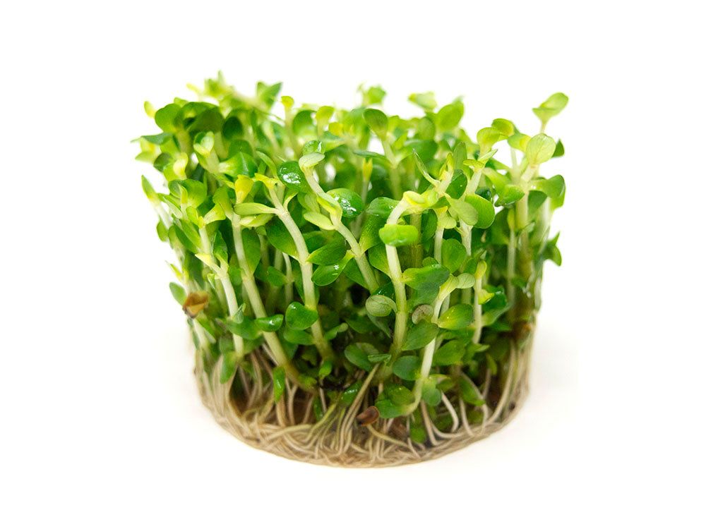 Bonsai Rotala AKA Ammannia Bonsai AKA True Rotala indica (Rotala sp. "Bonsai") Tissue Culture