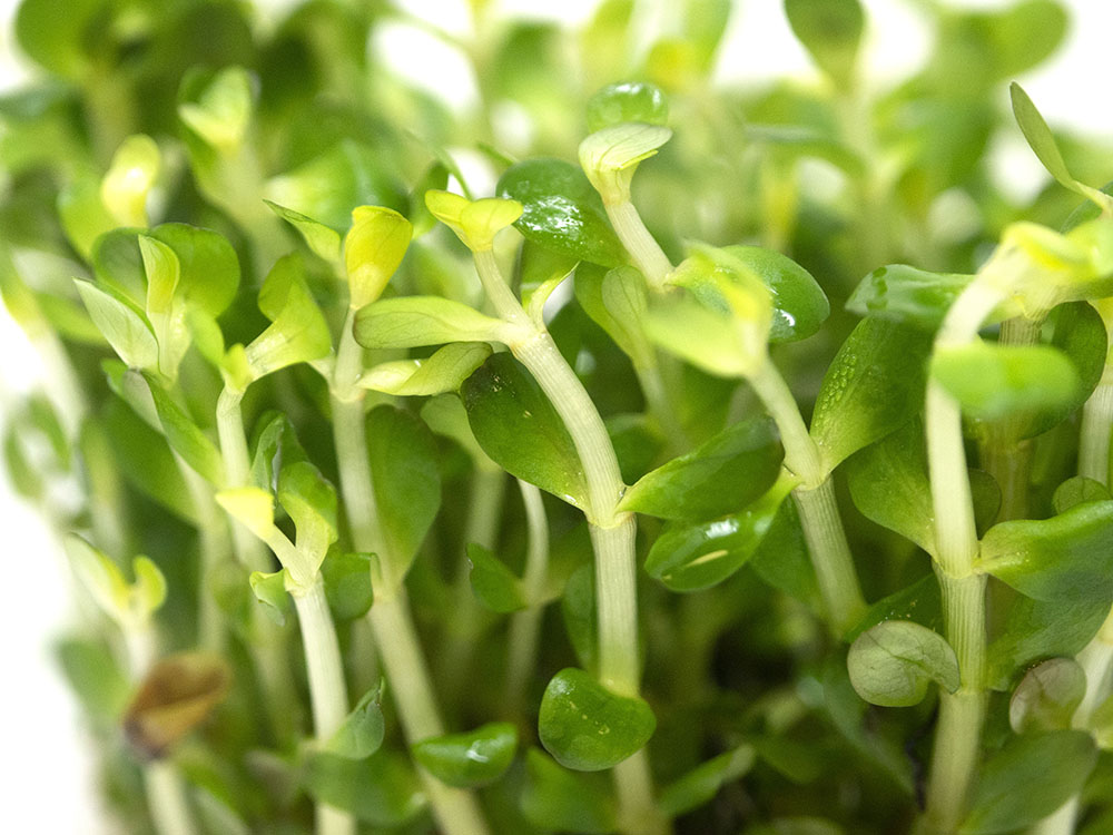Bonsai Rotala AKA Ammannia Bonsai AKA True Rotala indica (Rotala sp. "Bonsai") Tissue Culture
