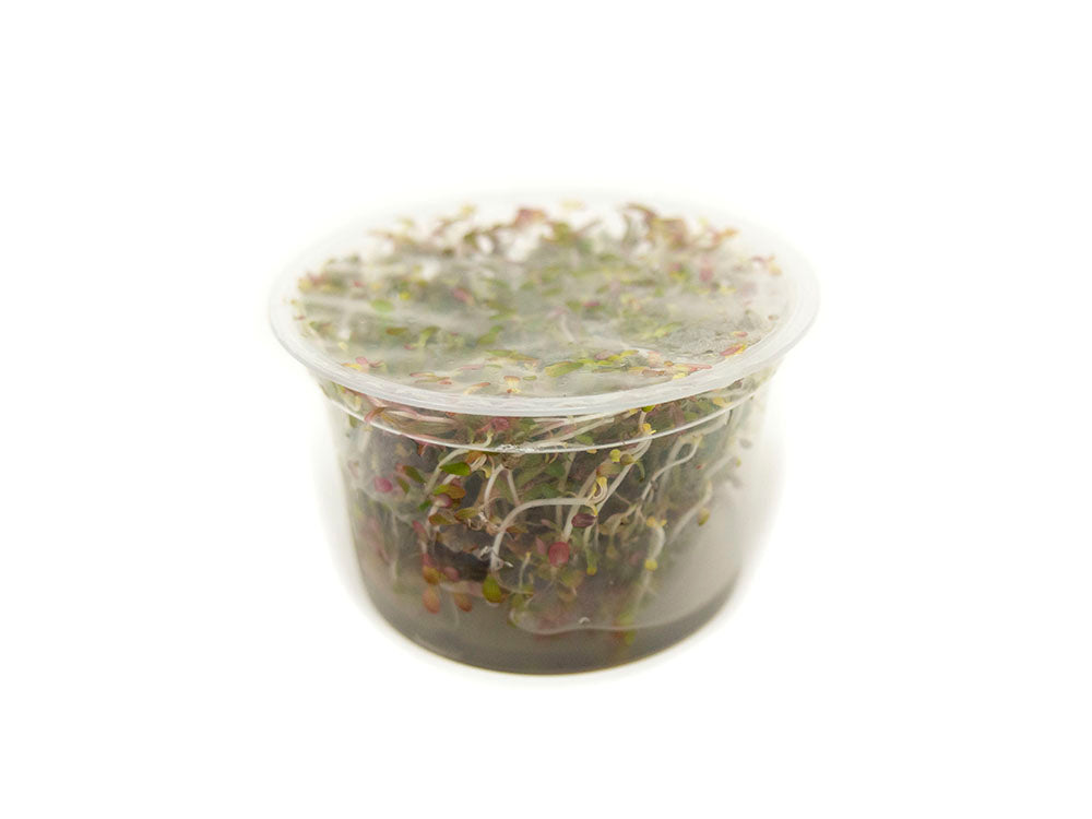 Rotala Vietnam H'ra (Rotala rotundifolia "Vietnam H'ra") Tissue Culture