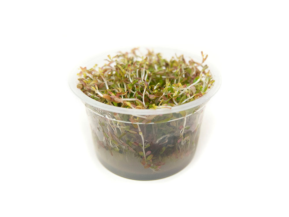 Rotala Vietnam H'ra (Rotala rotundifolia "Vietnam H'ra") Tissue Culture