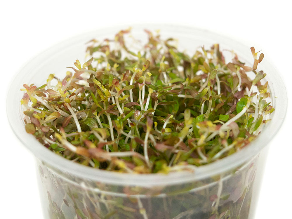 Rotala Vietnam H'ra (Rotala rotundifolia "Vietnam H'ra") Tissue Culture