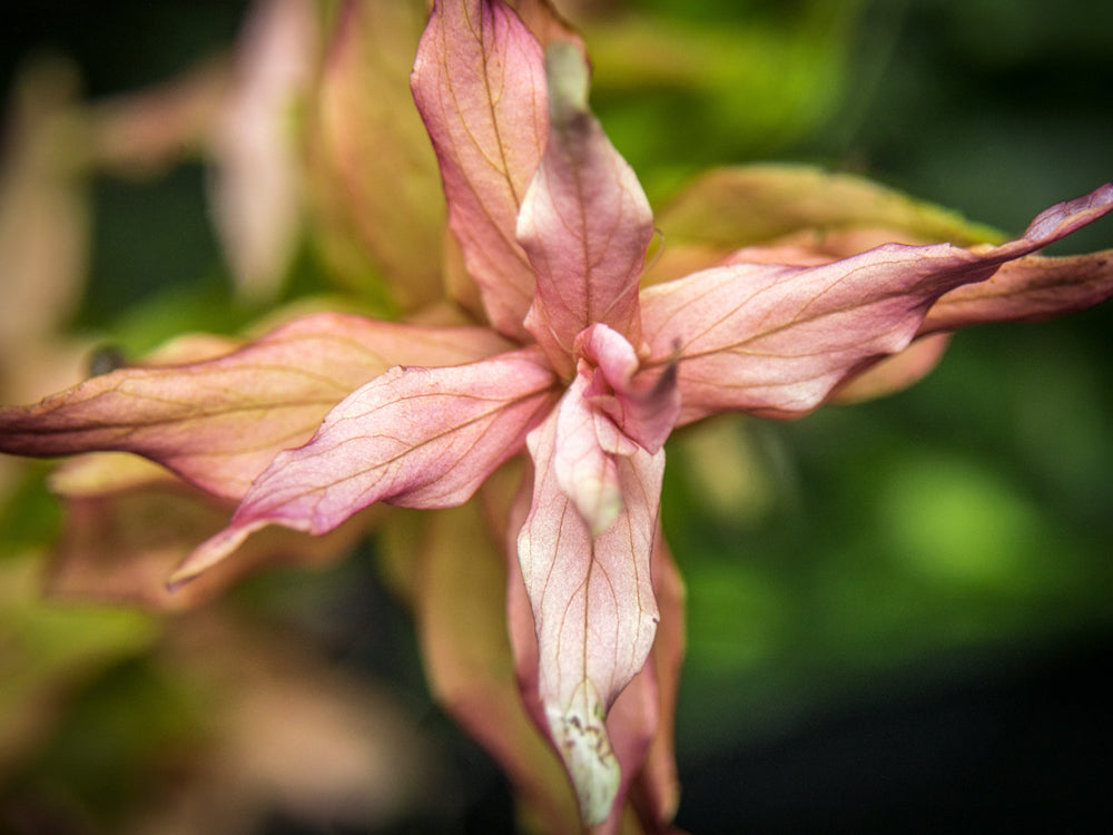 Rose Red Rotala (Rotala macrandra), bunch