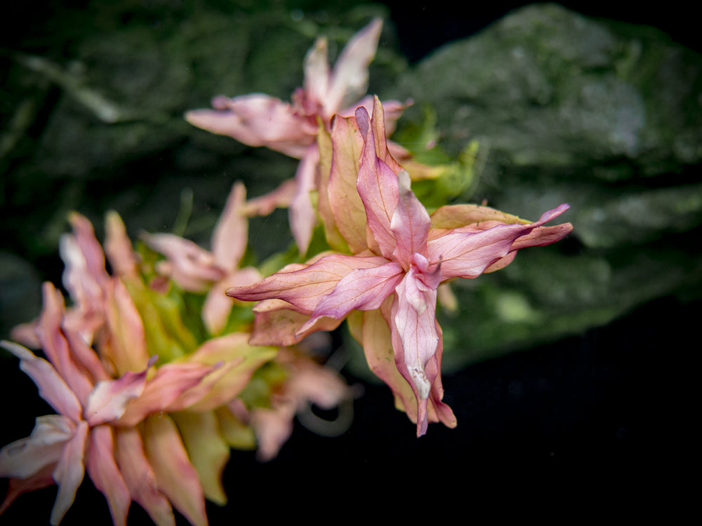 Rose Red Rotala (Rotala macrandra), bunch