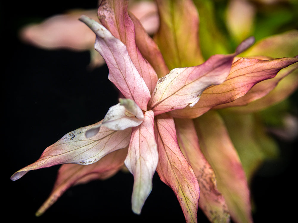 Rose Red Rotala (Rotala macrandra), bunch