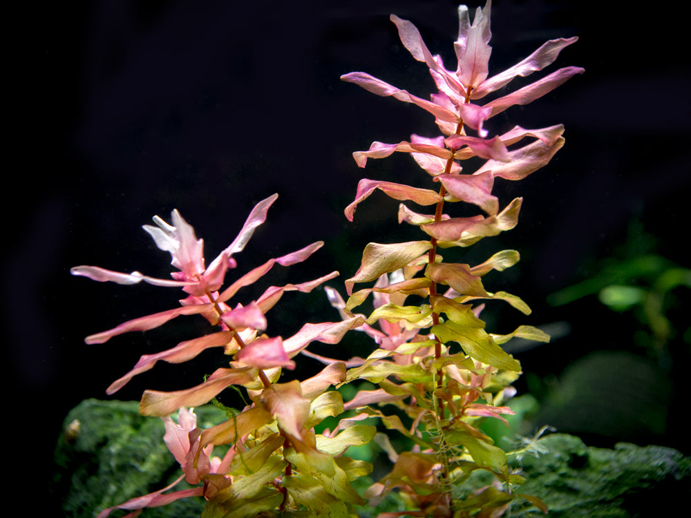 Rose Red Rotala (Rotala macrandra), bunch