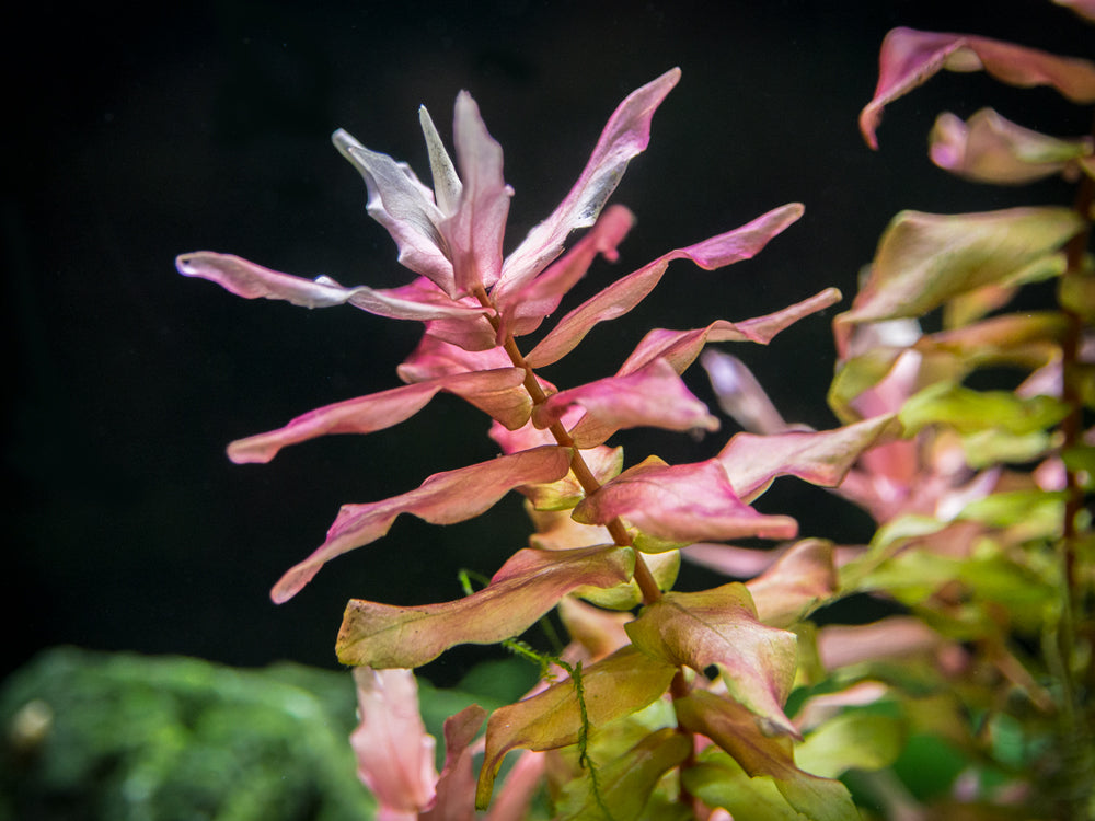 Rose Red Rotala (Rotala macrandra), bunch