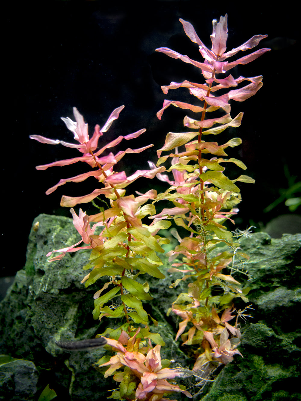 Rose Red Rotala (Rotala macrandra), bunch