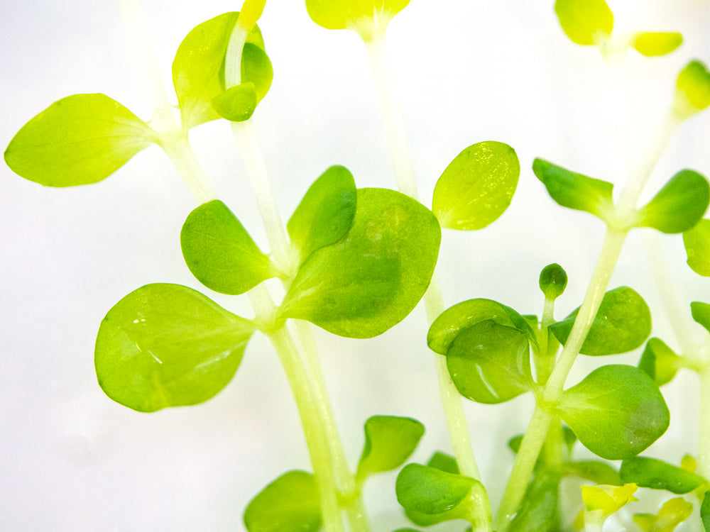 Roundleaf Lindernia (Lindernia rotundifolia) Tissue Culture