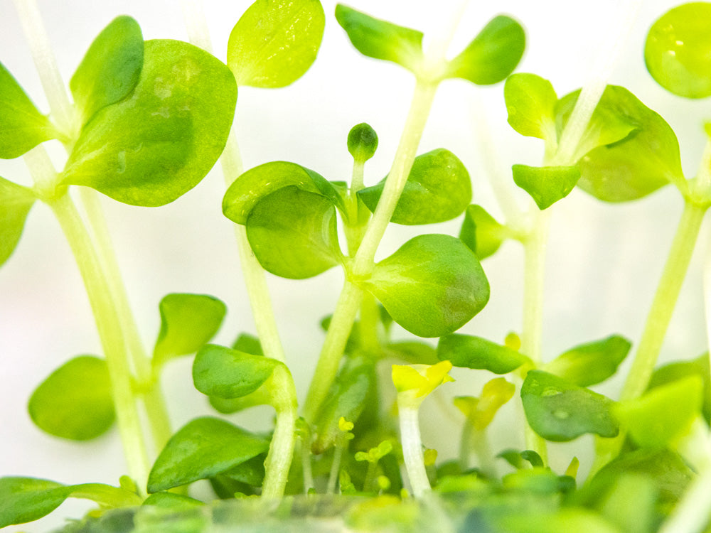 Roundleaf Lindernia (Lindernia rotundifolia) Tissue Culture