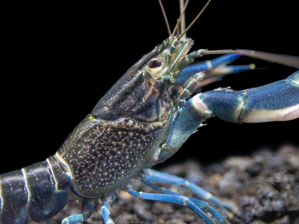 Starry Night Crayfish (Cherax alyciae)