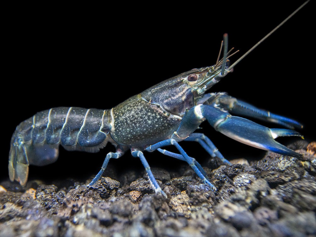 Starry Night Crayfish (Cherax alyciae)