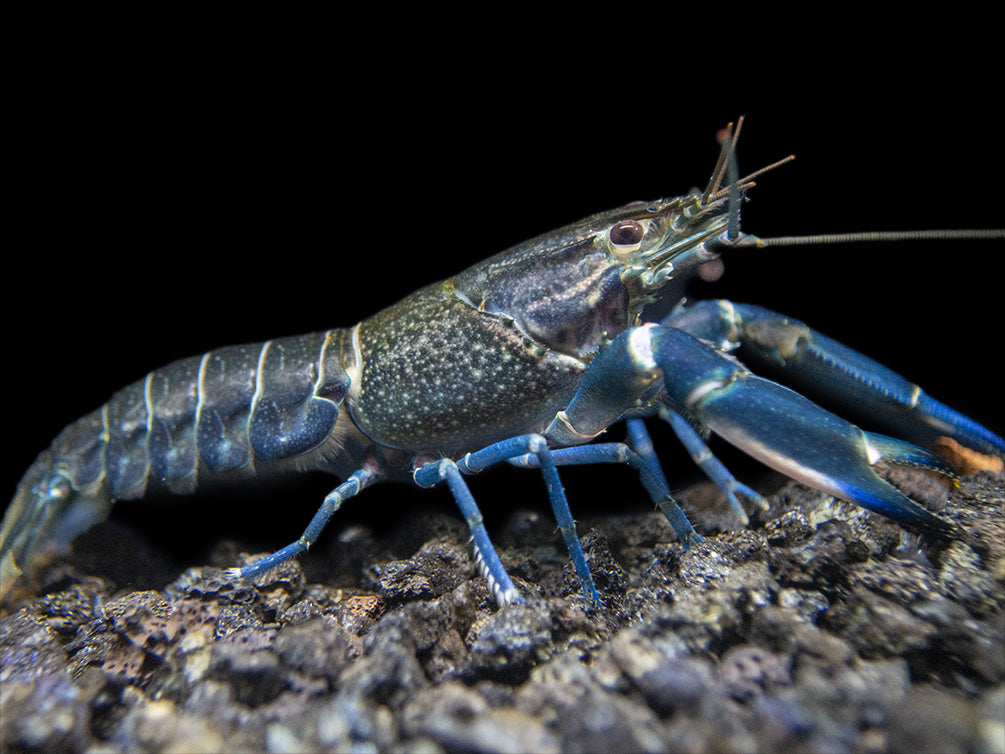 Starry Night Crayfish (Cherax alyciae)