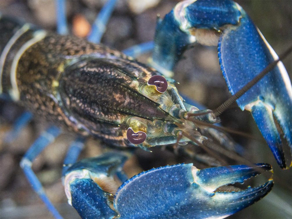 Starry Night Crayfish (Cherax alyciae)