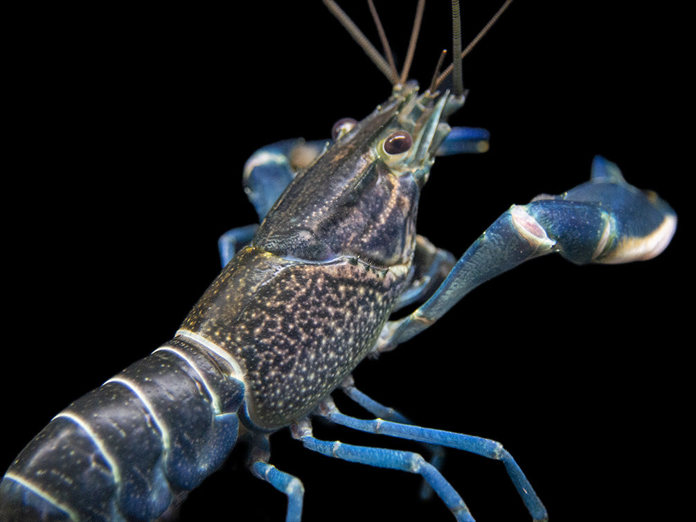 Starry Night Crayfish (Cherax alyciae)