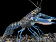 Starry Night Crayfish (Cherax alyciae)