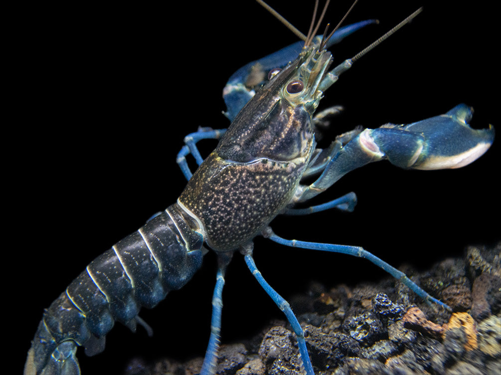 Starry Night Crayfish (Cherax alyciae)