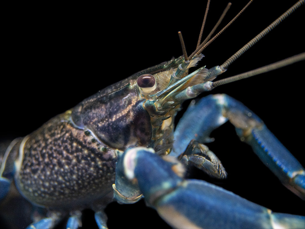 Starry Night Crayfish (Cherax alyciae)