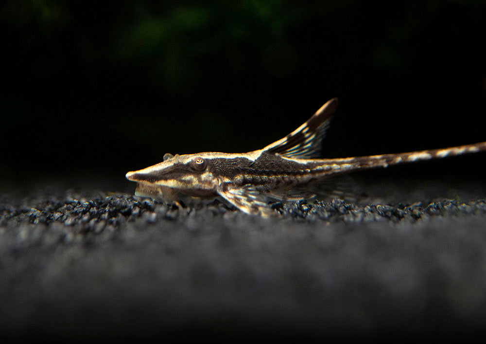 Royal Farlowella aka Whiptail Catfish - Aquatic Arts