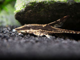 Royal Farlowella (Sturisoma panamense) aka Whiptail Catfish - Tank-Bred!