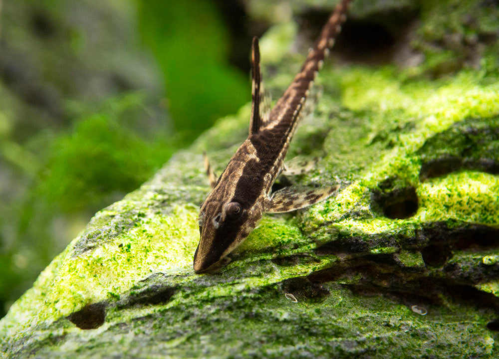 Royal Farlowella (Sturisoma panamense) aka Whiptail Catfish - Tank-Bred!