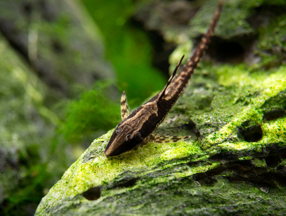 Royal Farlowella (Sturisoma panamense) aka Whiptail Catfish - Tank-Bred!