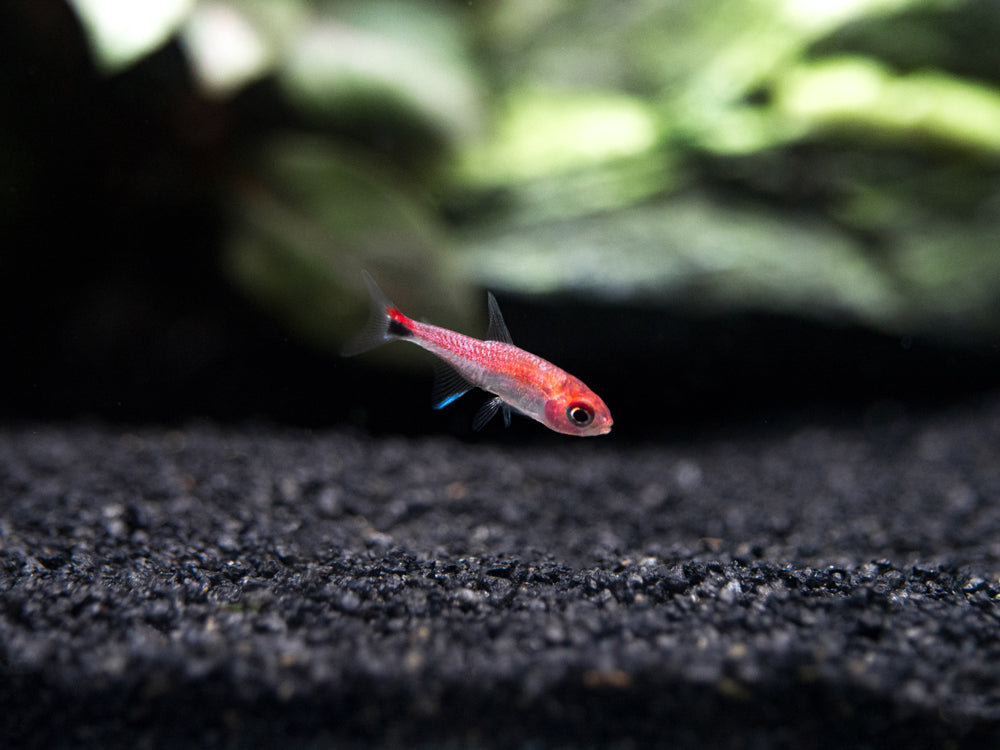 Ruby Tetra (Axelrodia riesei)