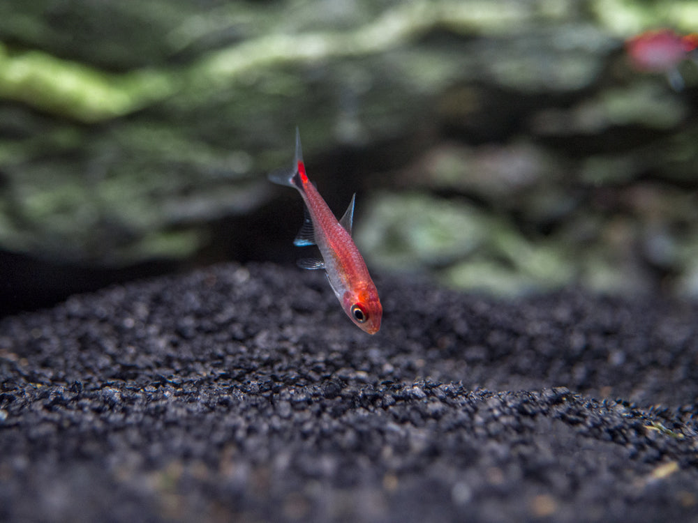 Ruby Tetra – Detailed Guide: Care, Diet, and Breeding - Shrimp and Snail  Breeder