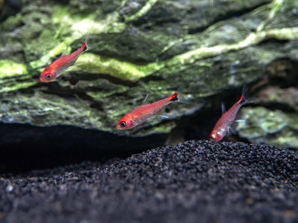 Ruby Tetra (Axelrodia riesei)