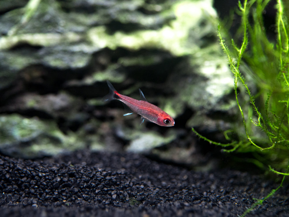 Ruby Tetra – Detailed Guide: Care, Diet, and Breeding - Shrimp and Snail  Breeder