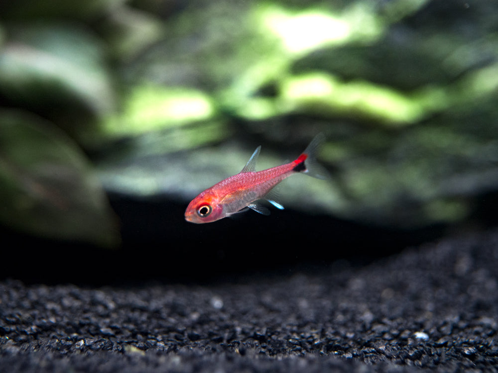 Ruby Tetra (Axelrodia riesei)