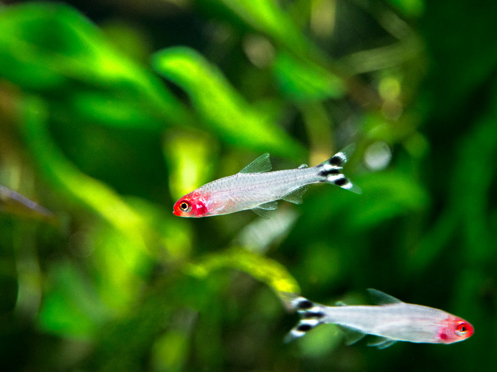 Rummy Nose Tetra (Hemigrammus bleheri), Tank-Bred