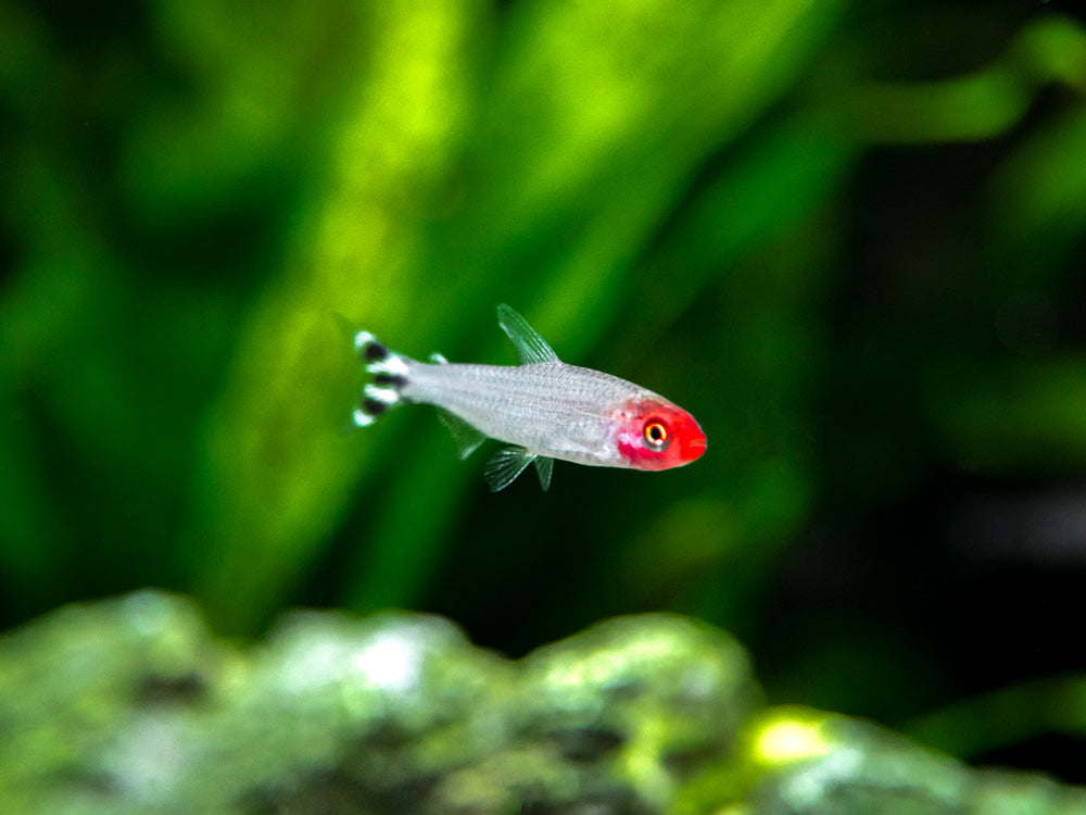 Rummy Nose Tetra (Hemigrammus bleheri), Tank-Bred