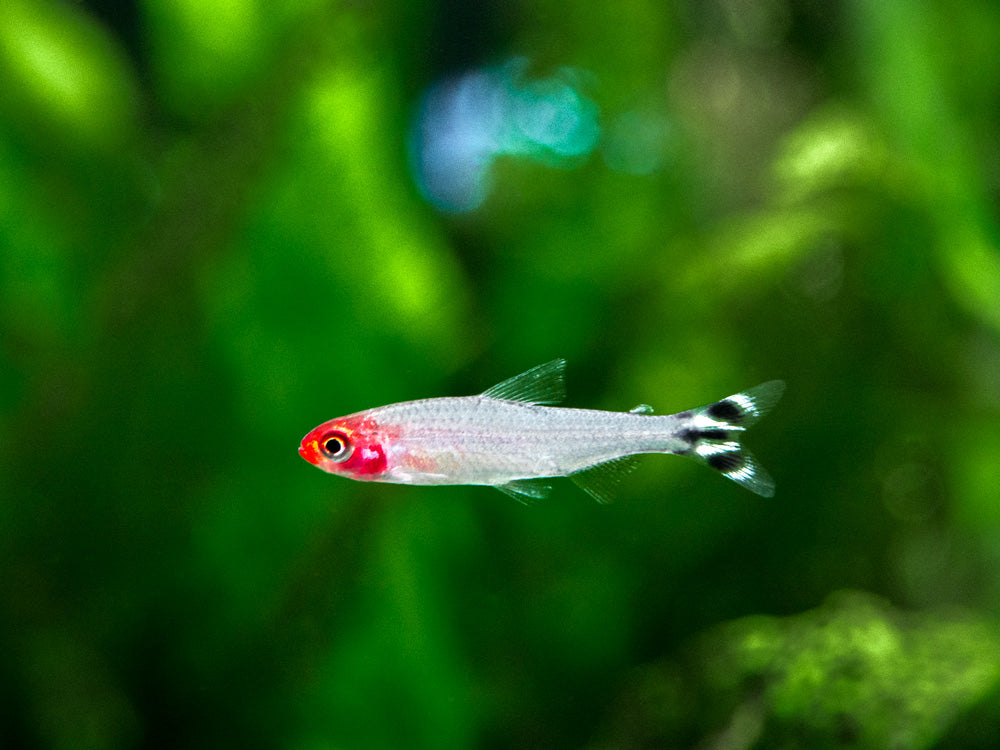 Rummy Nose Tetra (Hemigrammus bleheri), Tank-Bred