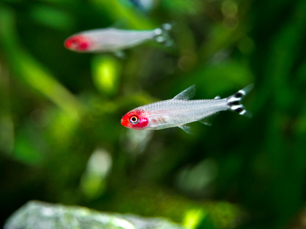 Rummy Nose Tetra (Hemigrammus bleheri), Tank-Bred