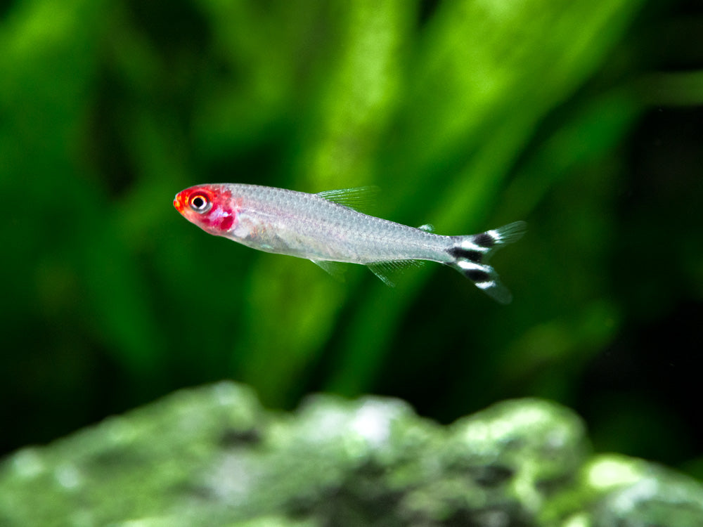 Rummy Nose Tetra (Hemigrammus bleheri), Tank-Bred