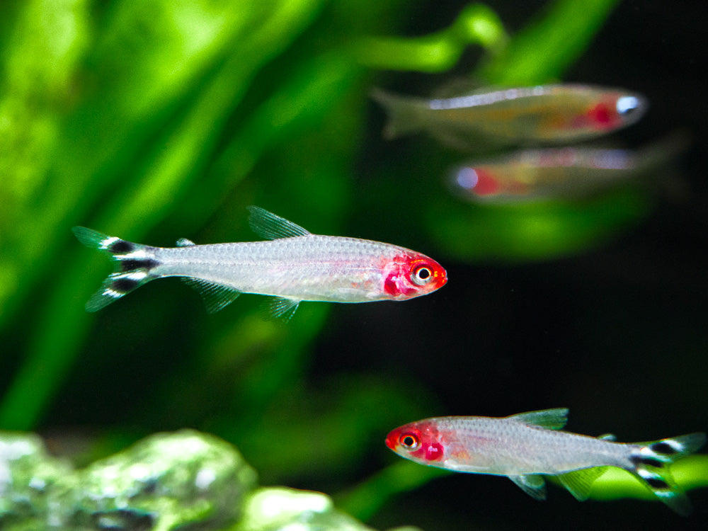 Rummy Nose Tetra (Hemigrammus bleheri), Tank-Bred