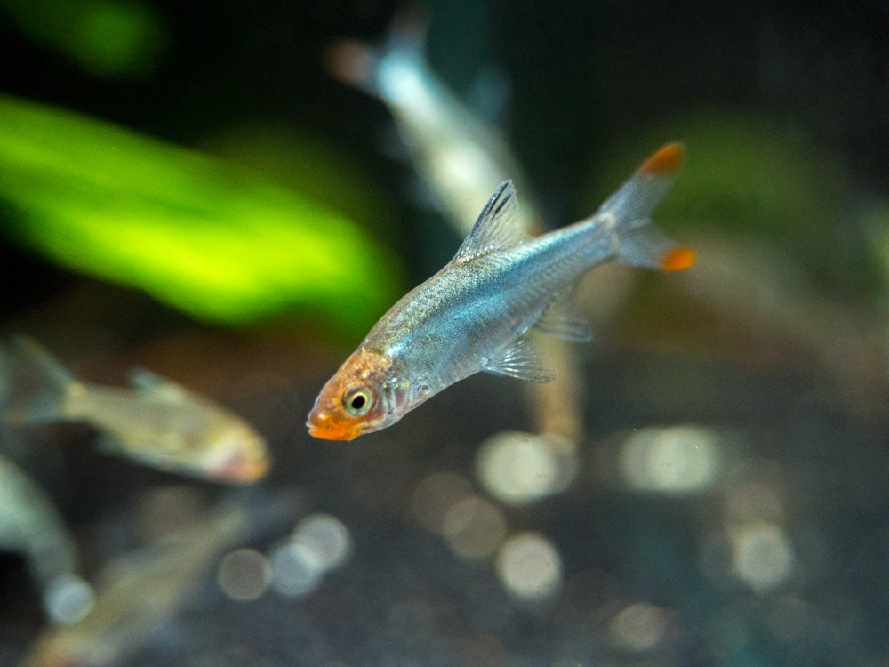 Rummy Nose Rasbora AKA Sawbwa Barb (Sawbwa resplendens) - TANK-BRED!!!