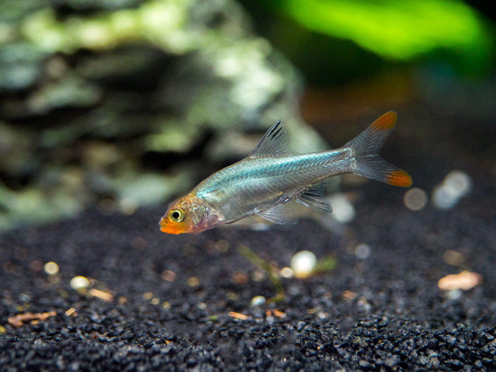 Rummy Nose Rasbora AKA Sawbwa Barb (Sawbwa resplendens) - TANK-BRED!!!