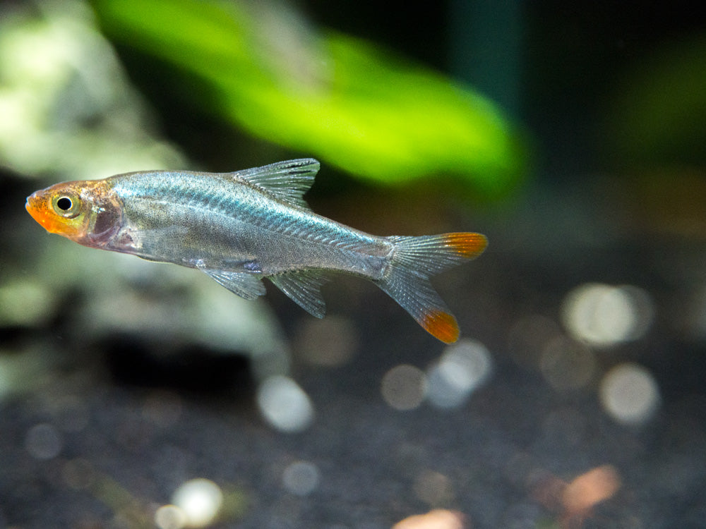 Rummy Nose Rasbora AKA Sawbwa Barb (Sawbwa resplendens) - TANK-BRED!!!