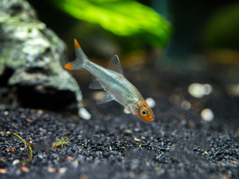 Rummy Nose Rasbora AKA Sawbwa Barb (Sawbwa resplendens) - TANK-BRED!!!