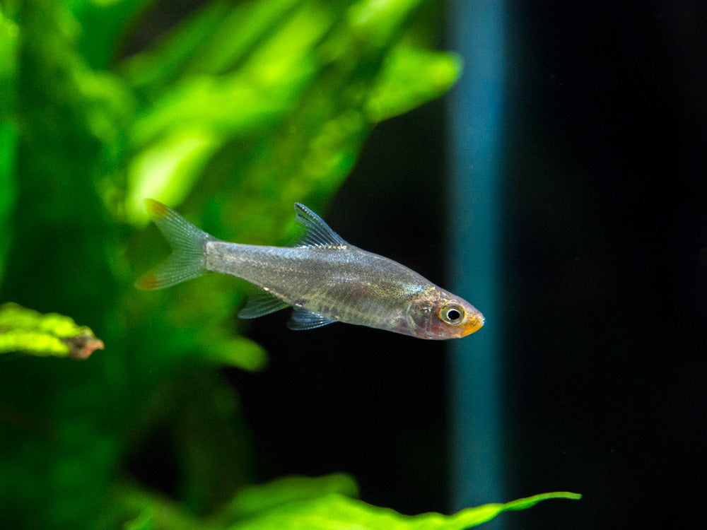 Rummy Nose Rasbora AKA Sawbwa Barb (Sawbwa resplendens) - TANK-BRED!!!