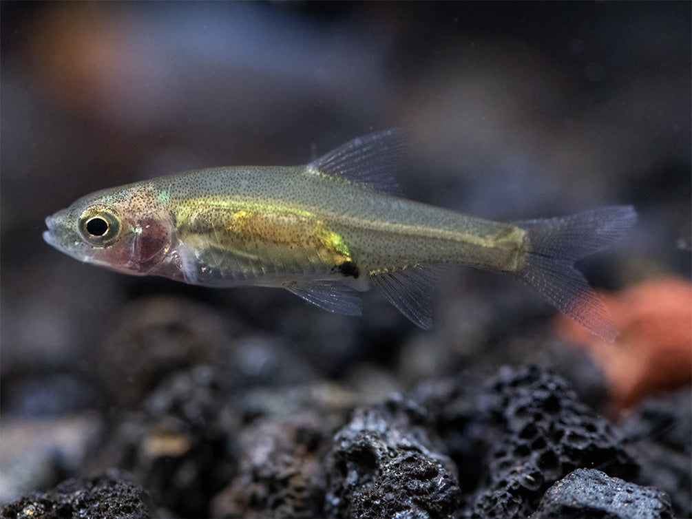 Rummy Nose Rasbora AKA Sawbwa Barb (Sawbwa resplendens) - TANK-BRED!!!