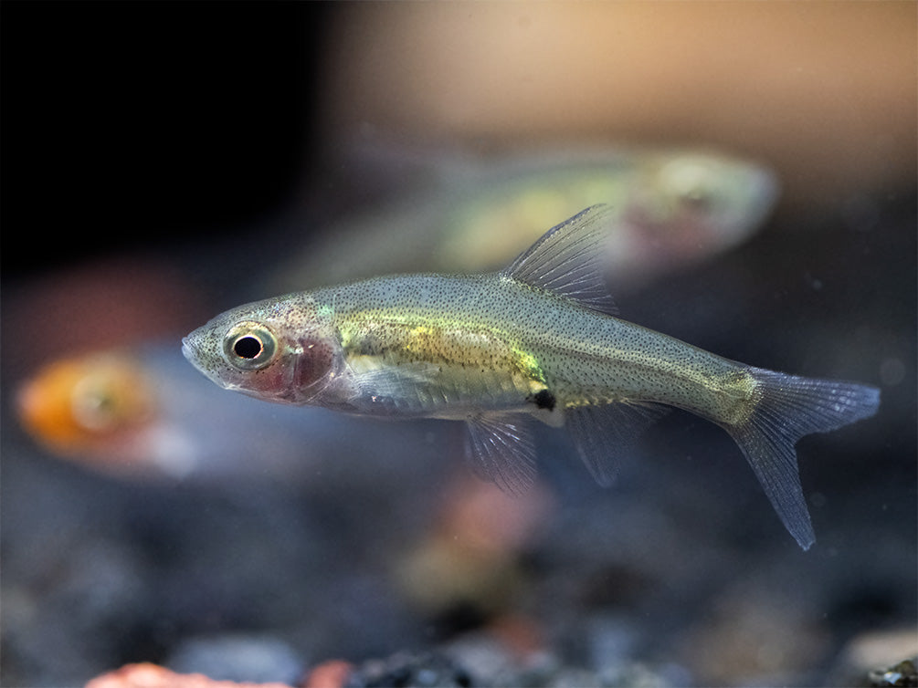 Rummy Nose Rasbora AKA Sawbwa Barb (Sawbwa resplendens) - TANK-BRED!!!